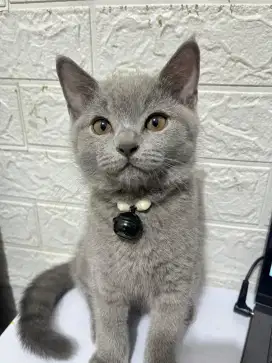 BRITISH SHORTHAIR BLUE
