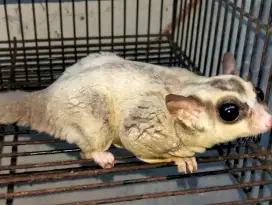 jual sugar glider clasic grey het caramel
