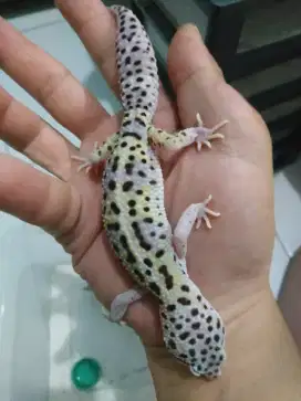 Gecko remaja 6blnan female corak cerah tegas jinak lulut makan dakoh