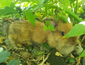 Kelinci lionhead