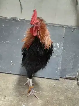 Ayam kampung waLik