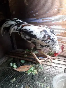 Ayam Jago kampung