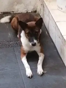 Open adopt 2 anjing peliharaan gratiss