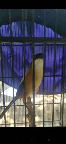 Burung Cendet Gacor Siap Tes