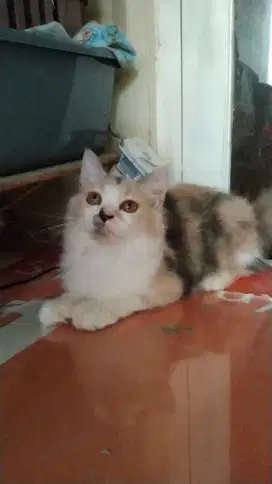 Kucing Persia longhair  betina Calico Dilute