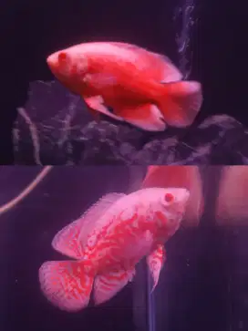 Ikan Oscar Nemo & Chilli