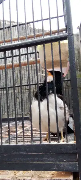 Jalak suren Harian bunyi