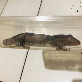 Tokek Gecko Rumahan