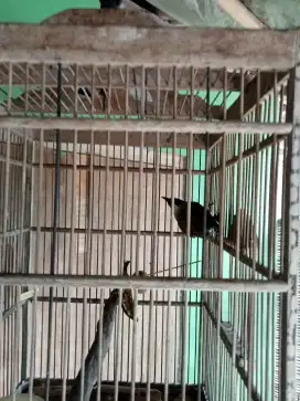 Kutilang bahan rawatan