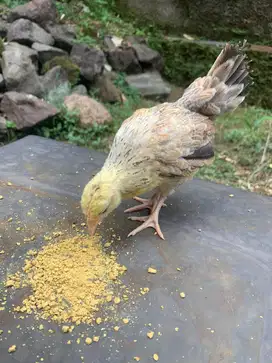 Jual Ayam Kampung Umur 3 Bulan, Sehat & Siap Besar!