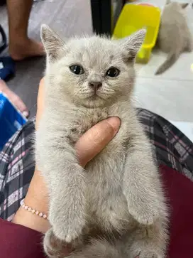 Kucing British Short Hair Jantan (lilac)