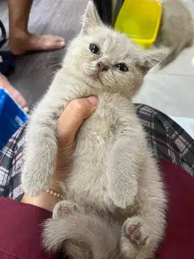 Kucing British Short Hair Jantan (lilac)