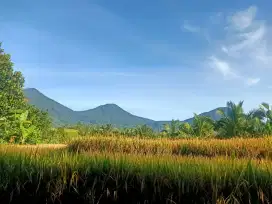 Jatiluwih Tabanan Bali Warisan Budaya Dunia Unesco