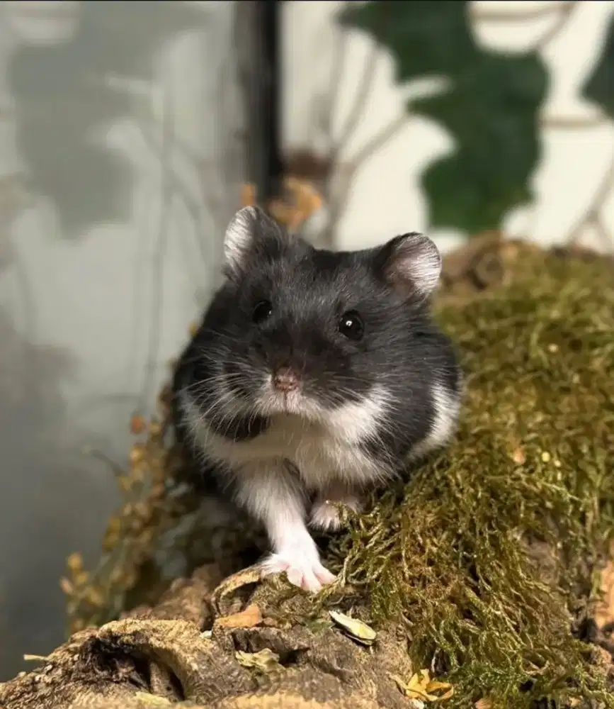 Hamster Campbell Usia Senior