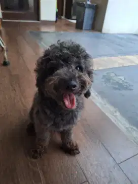 MINI POODLE Good Quality