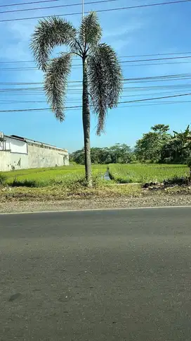Dijual Lahan Sangat Strategis di Poros Jl. Raya Pakisaji, Kab. Malang
