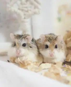 Hamster Roborovski Masked Face
