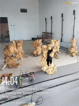 di jual fosil kayu kopi/kayu kopi purba