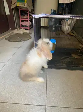Kelinci Hias Fuzzy lop