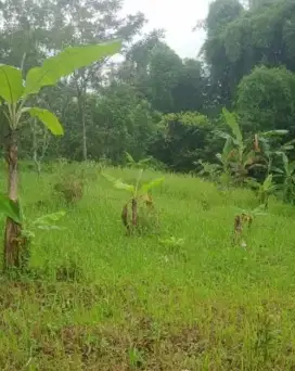 Dijual Tanah 18 Ha Nol Jalan Provinsi – Atas Taman Dayu, Prigen