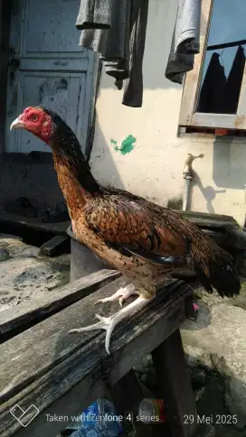 Ayam pakhoy betina krengkrei x blacbull