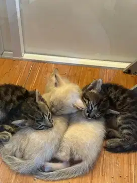 open book anak kucing b3ngal x siam