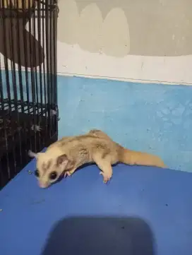 lepas adopsi sugar glider jantan