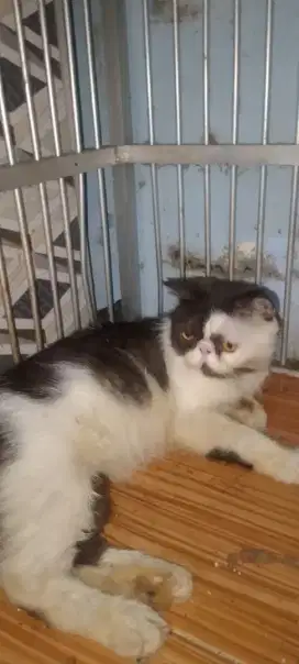 Peaknose jantan