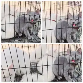 Kucing BSH (british short hair )