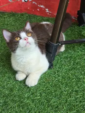 Kucing british shorthair bsh british shorthair