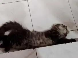 Kucing Persia siap adopsi