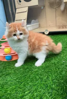 Beritish shorthair kitten (munchkin)