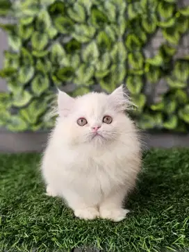 Kucing persia betina putih long hair
