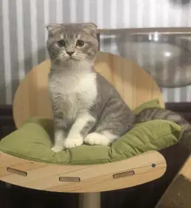 Kucing scottish fold