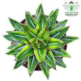Tanaman Hias Bunga Hidup Sukulen Cantik Agave victoriae