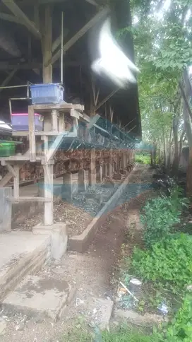 Peternakan Ayam Sumber Suko