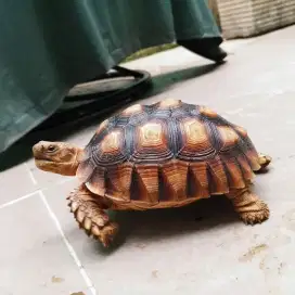 Kura darat sulcata lucu Dan imut ukuran est 18 cm an.