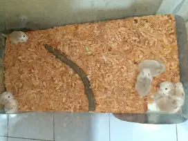 Hamster Roborovski