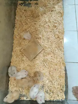Hamster winter Golden dan Pearl