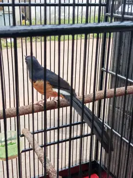 Di Jual Cepat Burung Murai