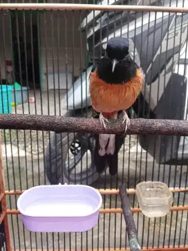 Di Jual Cepat Burung Murai