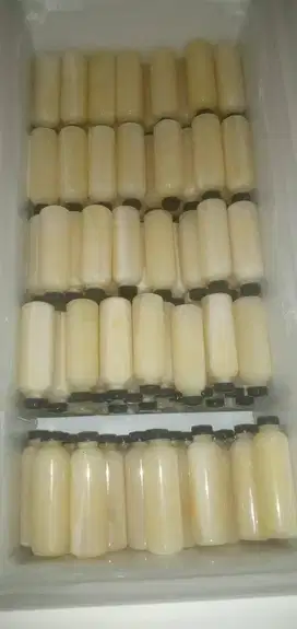 peluang usaha reseller susu kambing etawa murni 100% prospek tinggi ok