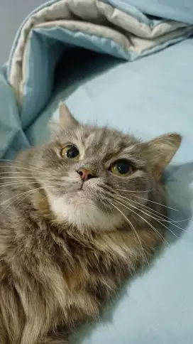 Kucing Persia Betina
