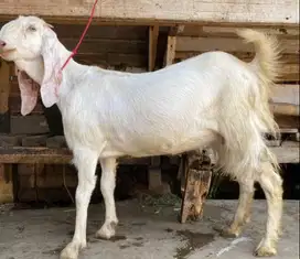 peluang usaha reseller susu kambing etawa murni 100% prospek tinggi ok