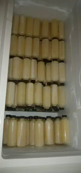peluang usaha reseller susu kambing etawa murni 100% prospek tinggi