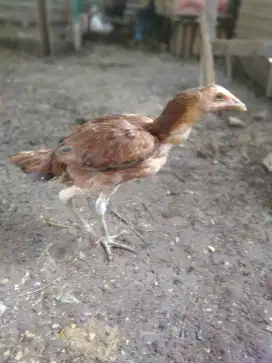 Ayam kampung pejantan tangguh