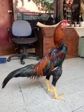 Ayam Bangkok Muda