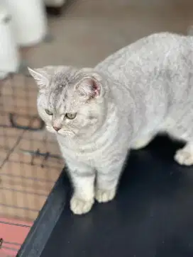 British Shorthair Non Pedigree