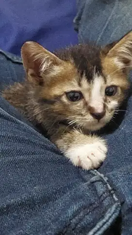 Kucing jantan 3 warna bawa hoki