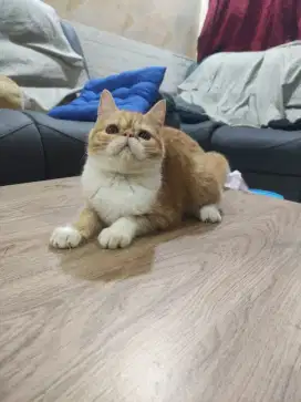 Kucing Persia Exotic Peaknose